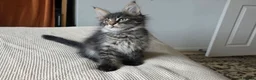 Maine Coon cats for sale: Maine coon kitten  - Advert 35