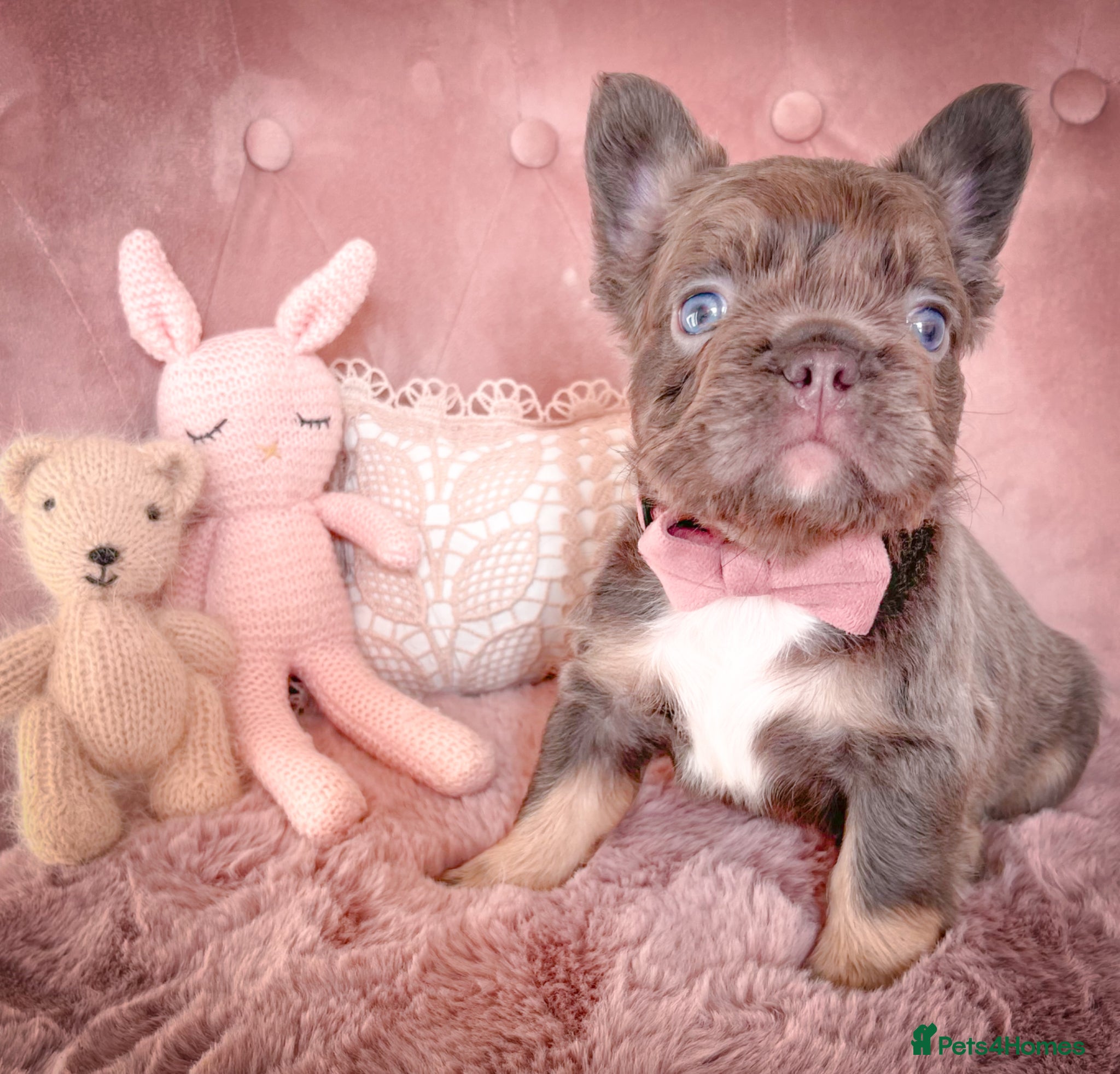 French Bulldog dogs 💞2 LILAC&TAN BOYS💞 - Advert 10