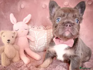 French Bulldog dogs 💞2 LILAC&TAN BOYS💞 - Advert 6