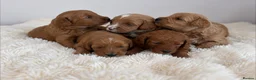 Cockapoo dogs for sale: Say Hello To Our Most Adorable Cockapoo Puppies - Advert 7