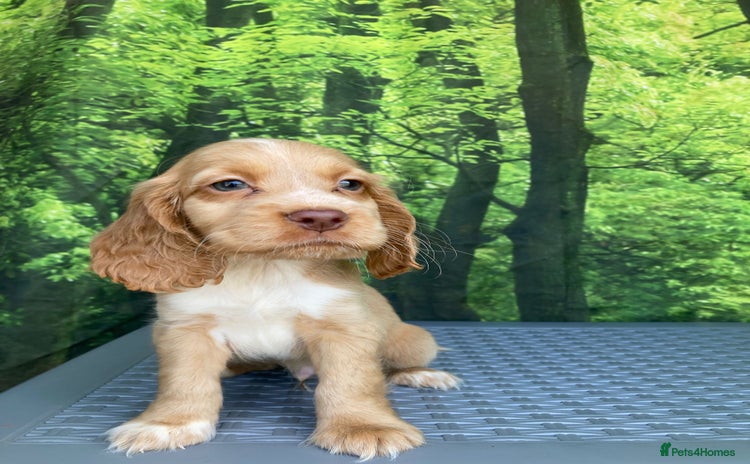 Cocker Spaniel dogs - Advert 7