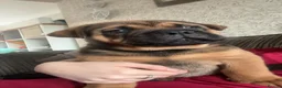 Mixed Breed dogs for sale: 8 week old English bulldog x chow chow - Advert 1