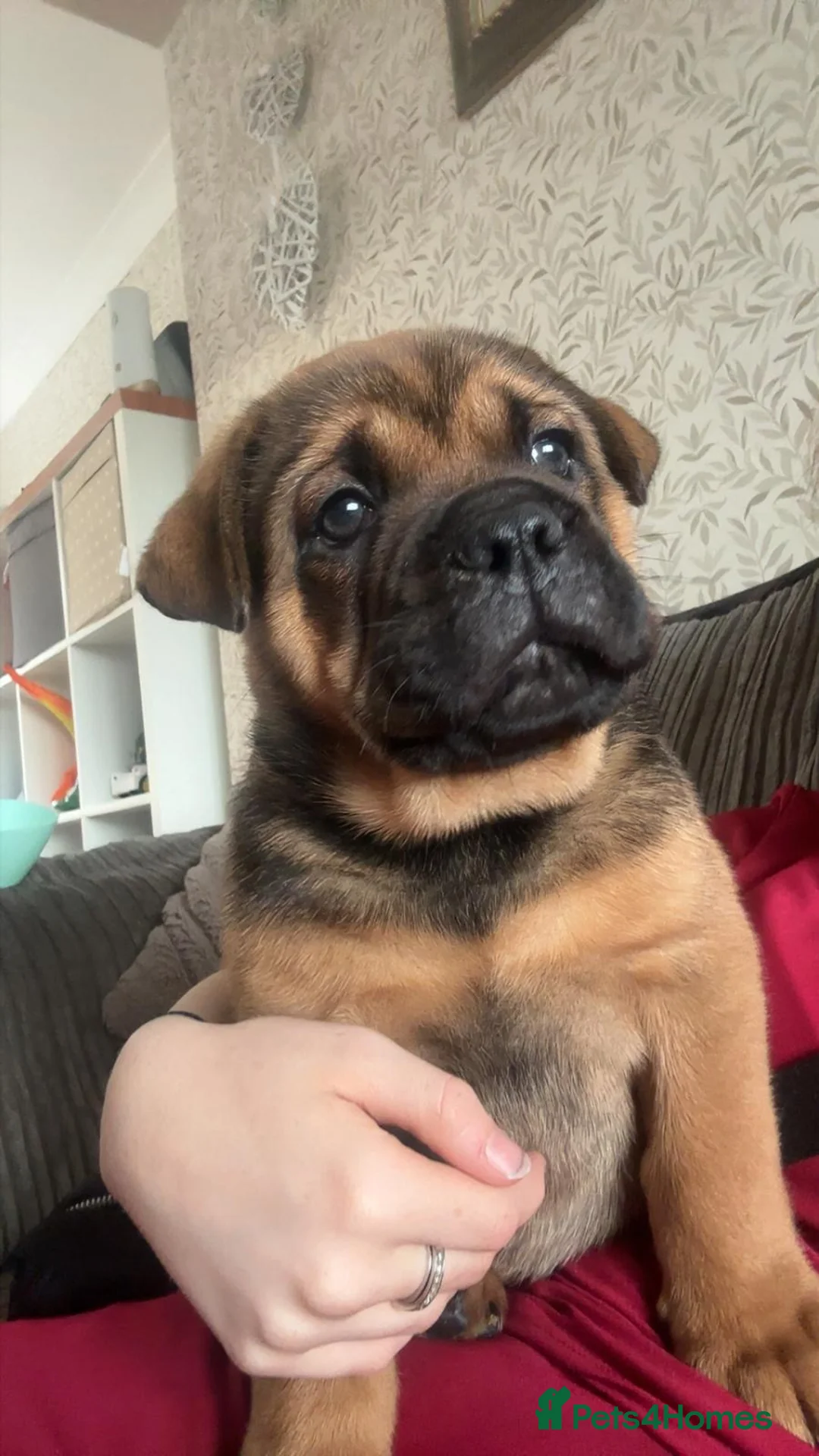 Mixed Breed dogs for sale: 8 week old English bulldog x chow chow - Advert 1
