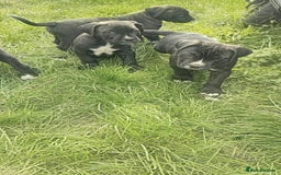 Mixed Breed dogs for sale: Cane Corso x Puppies  - Image 2