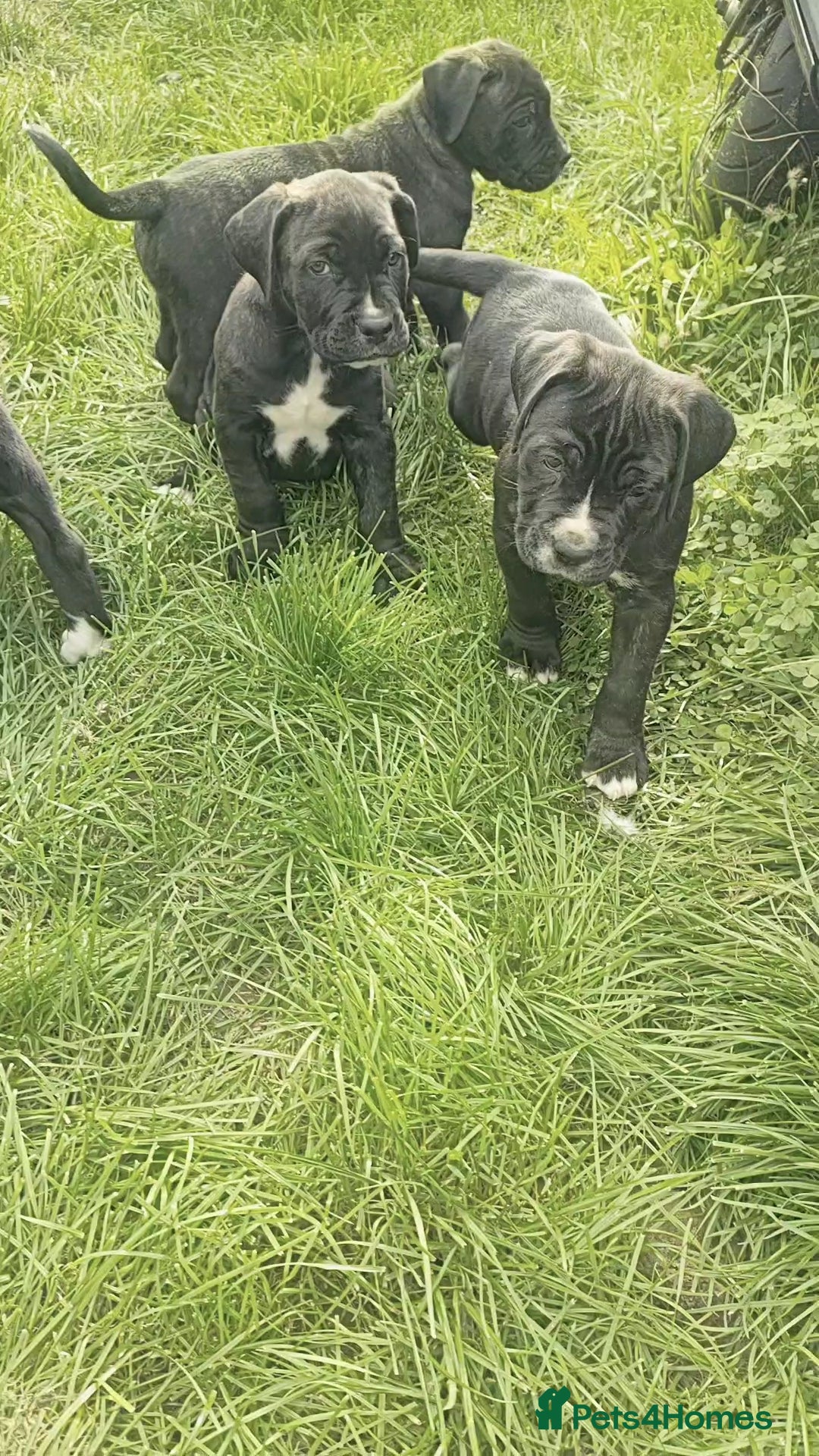 Mixed Breed dogs for sale: Cane Corso x Puppies  - Image 2
