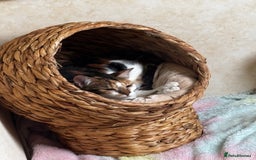 Mixed Breed cats for sale: Flora and cosmo - Image 8