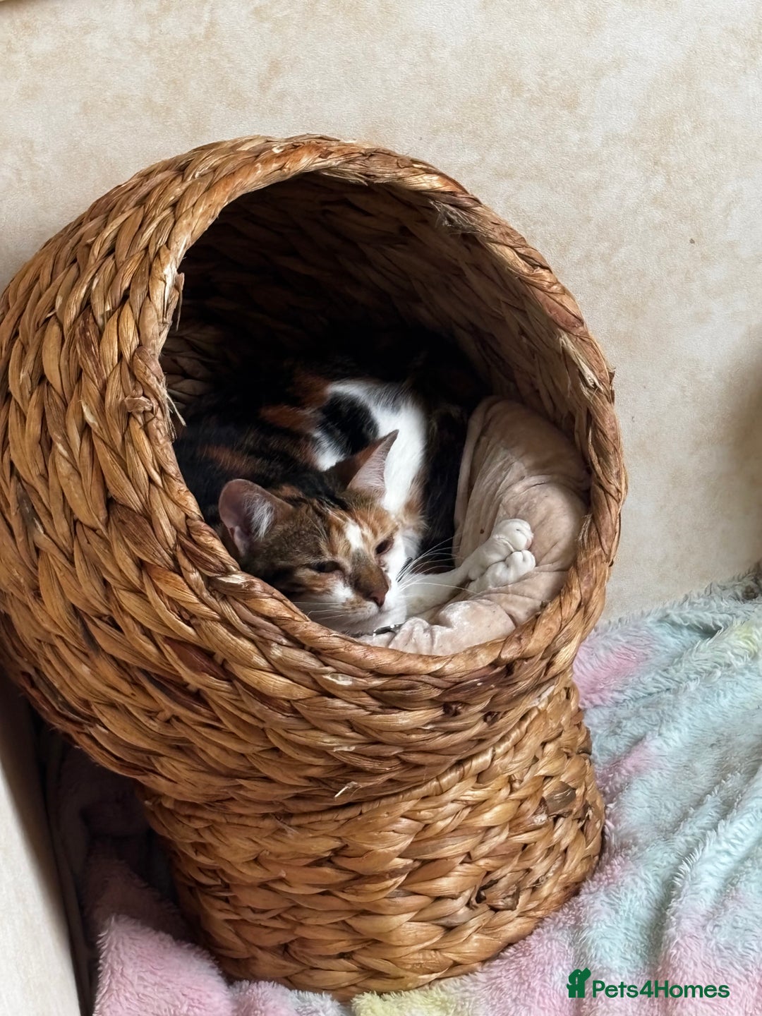 Mixed Breed cats for sale: Flora and cosmo - Image 8