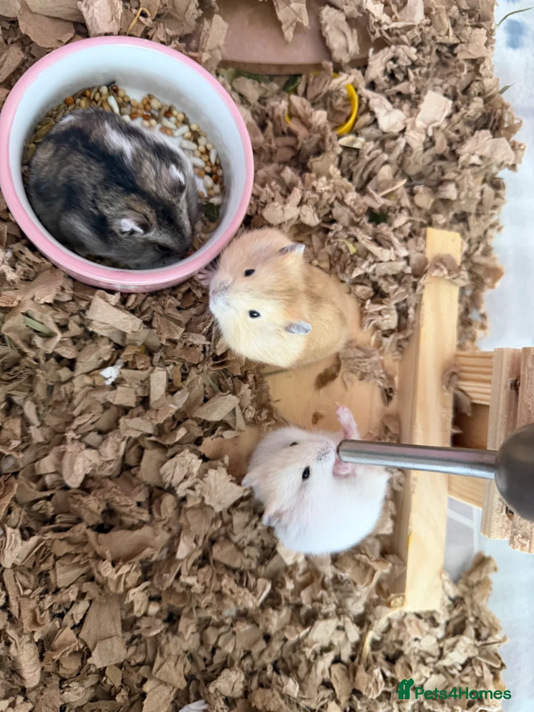 Hamster rodents for sale: Baby dwarf hamsters - Advert 2