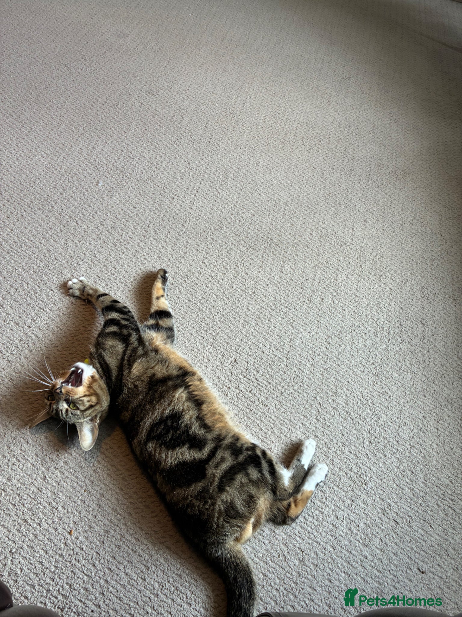 Mixed Breed cats Male Cat for Sale – 2 Years Old - Advert 2