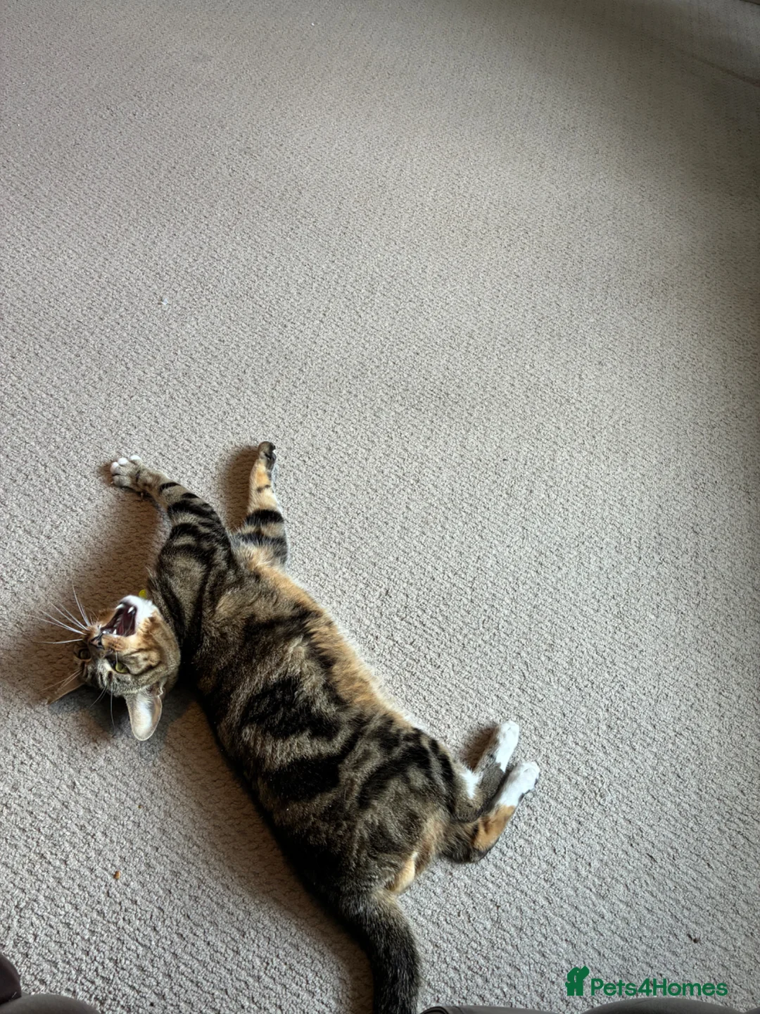 Mixed Breed cats for sale: Male Cat for Sale – 2 Years Old - Advert 1