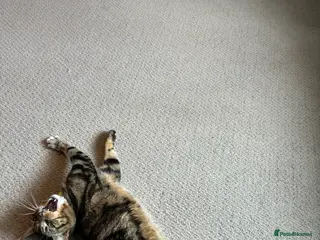 Mixed Breed cats Male Cat for Sale – 2 Years Old - Advert 2