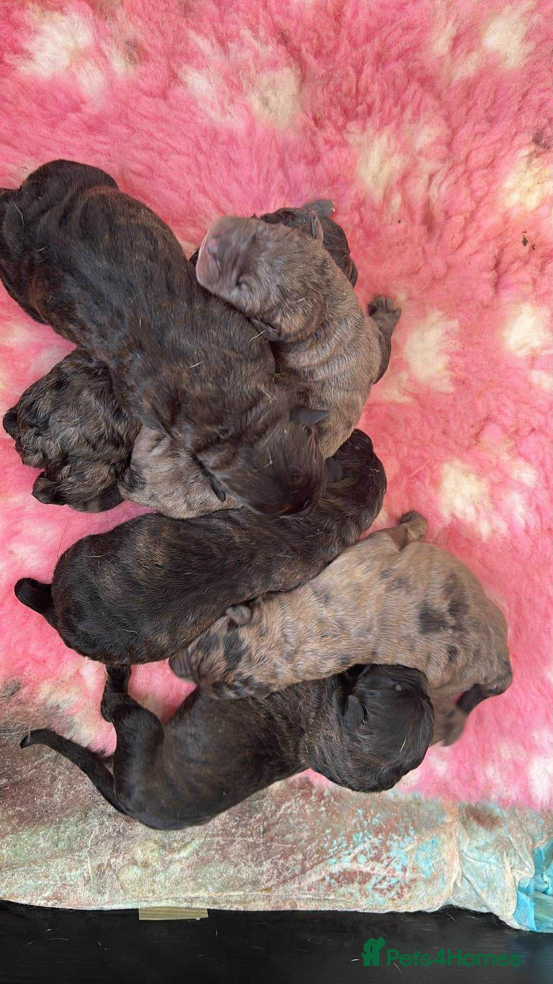 Mixed Breed dogs for sale: Rottie Corso for sale  - Image 17