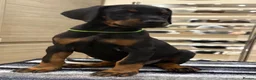 Dobermann dogs for sale: Top Quality Dobermann Puppies Available - Advert 9