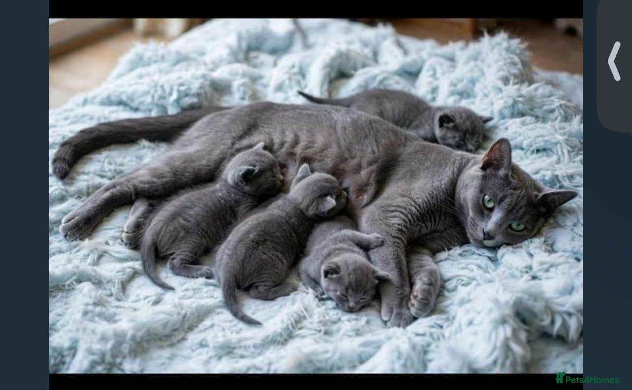 Russian Blue cats Pure russian blue  kitten (LAST 1) - Advert 2