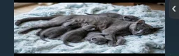 Russian Blue cats for sale: Pure russian blue  kitten (LAST 1) in Newcastle upon Tyne - Advert 2