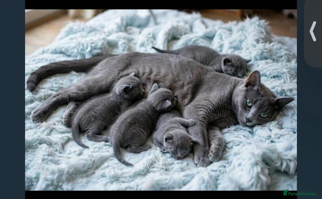 Russian Blue cats for sale: Pure russian blue  kitten (LAST 1) in Newcastle upon Tyne - Advert 2