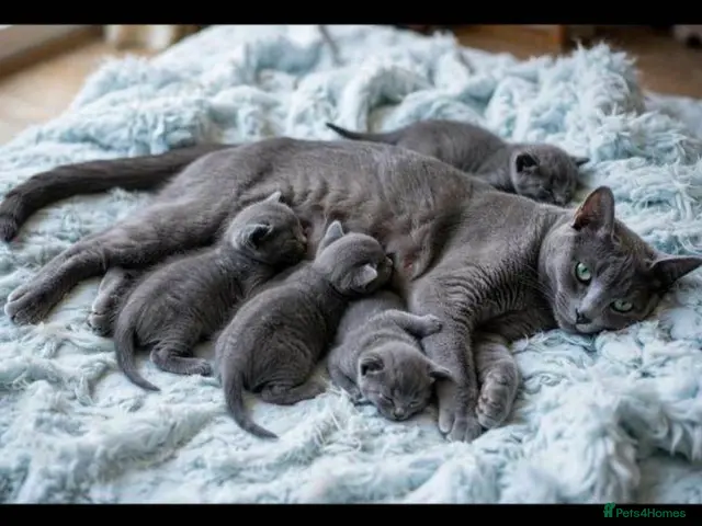 Russian Blue cats for sale: Pure russian blue kitten (LAST 1) - Advert 2