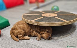Mixed Breed dogs for sale: F2 Cockapoo's  - Image 16