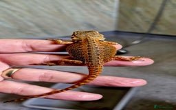Bearded Dragon reptiles for sale: Pogona vitticeps + vitticeps/Barbata hybrids - Image 14