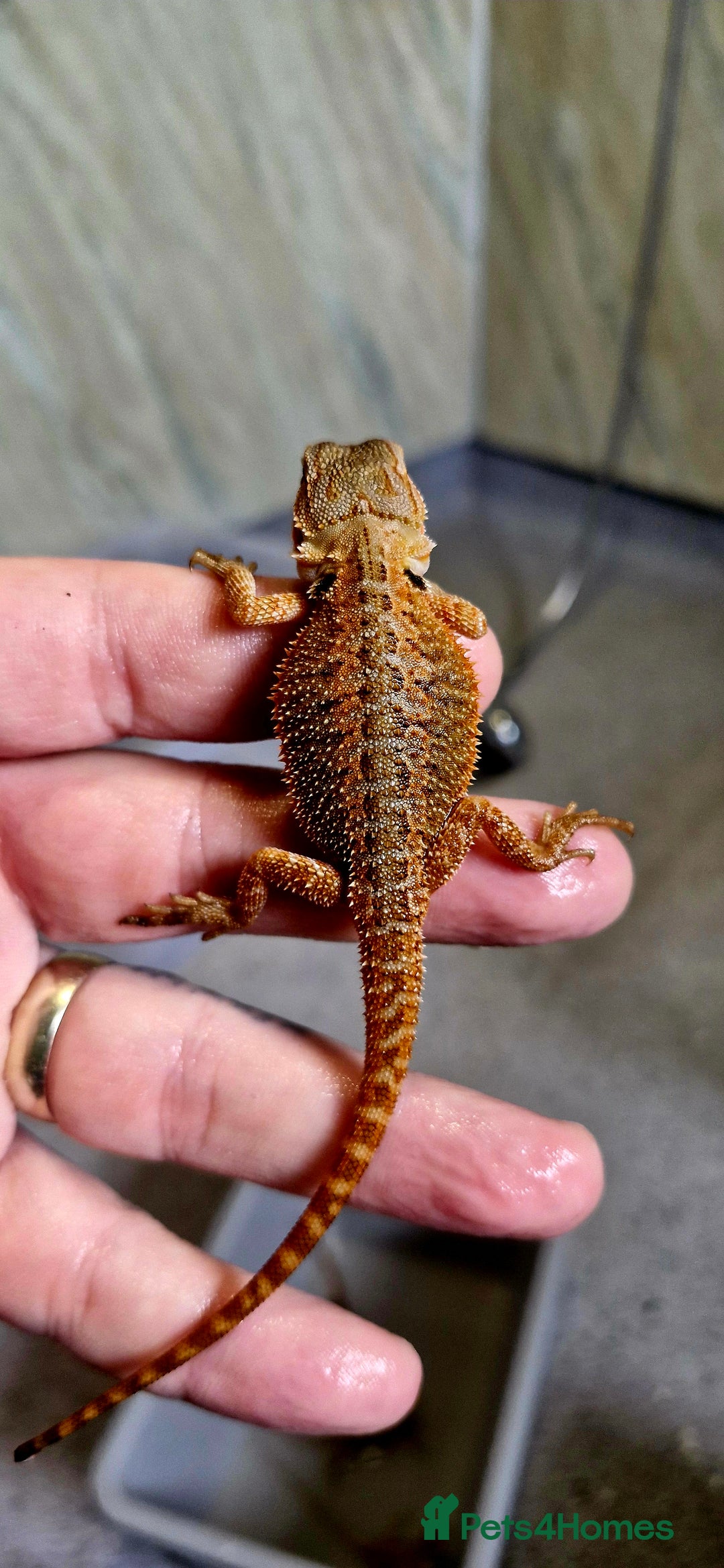 Bearded Dragon reptiles for sale: Pogona vitticeps + vitticeps/Barbata hybrids - Image 14