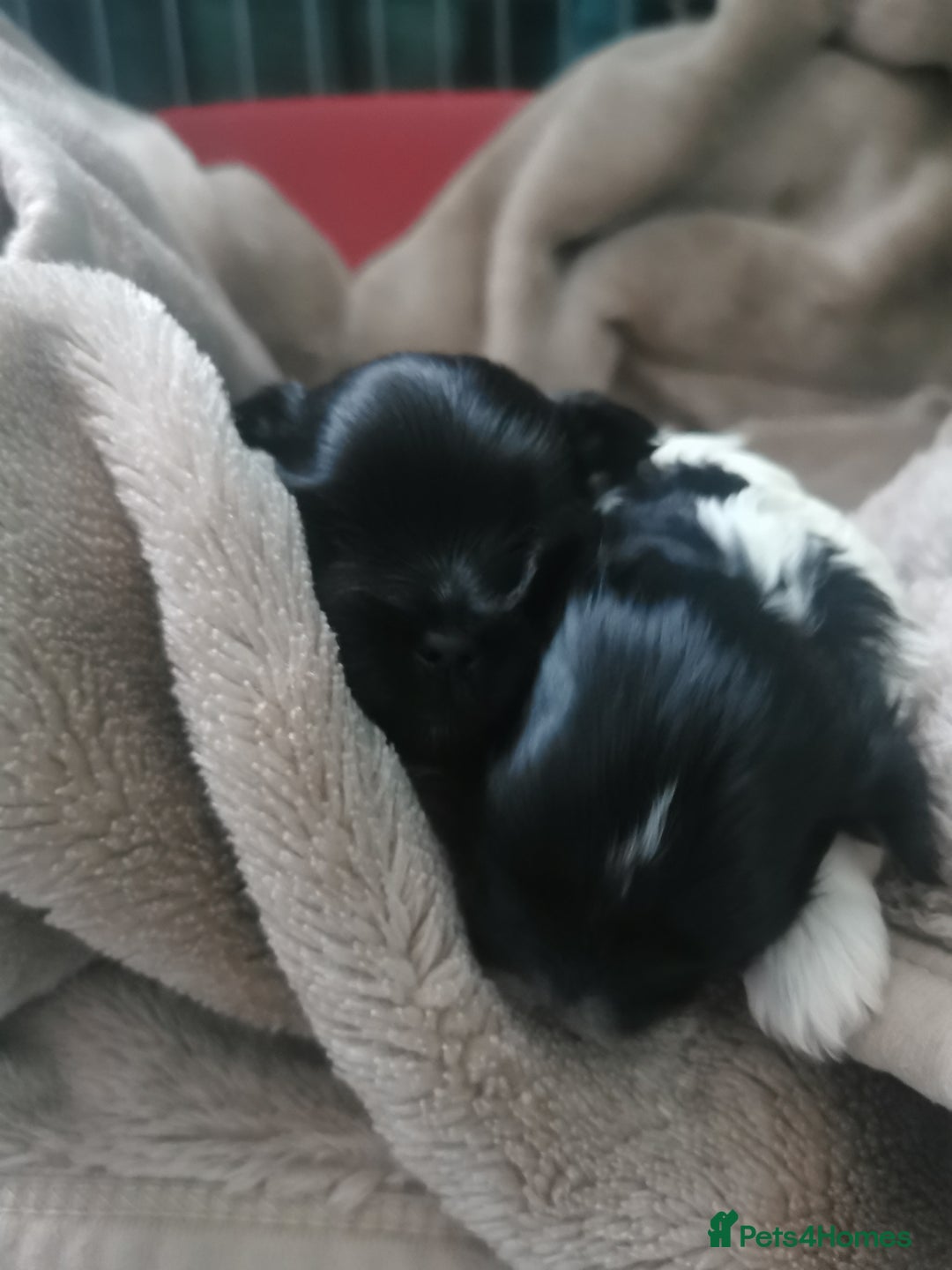 Yorkshire Terrier dogs for sale: 2 Little girl's, Yorkshire Terrier. - Advert 4