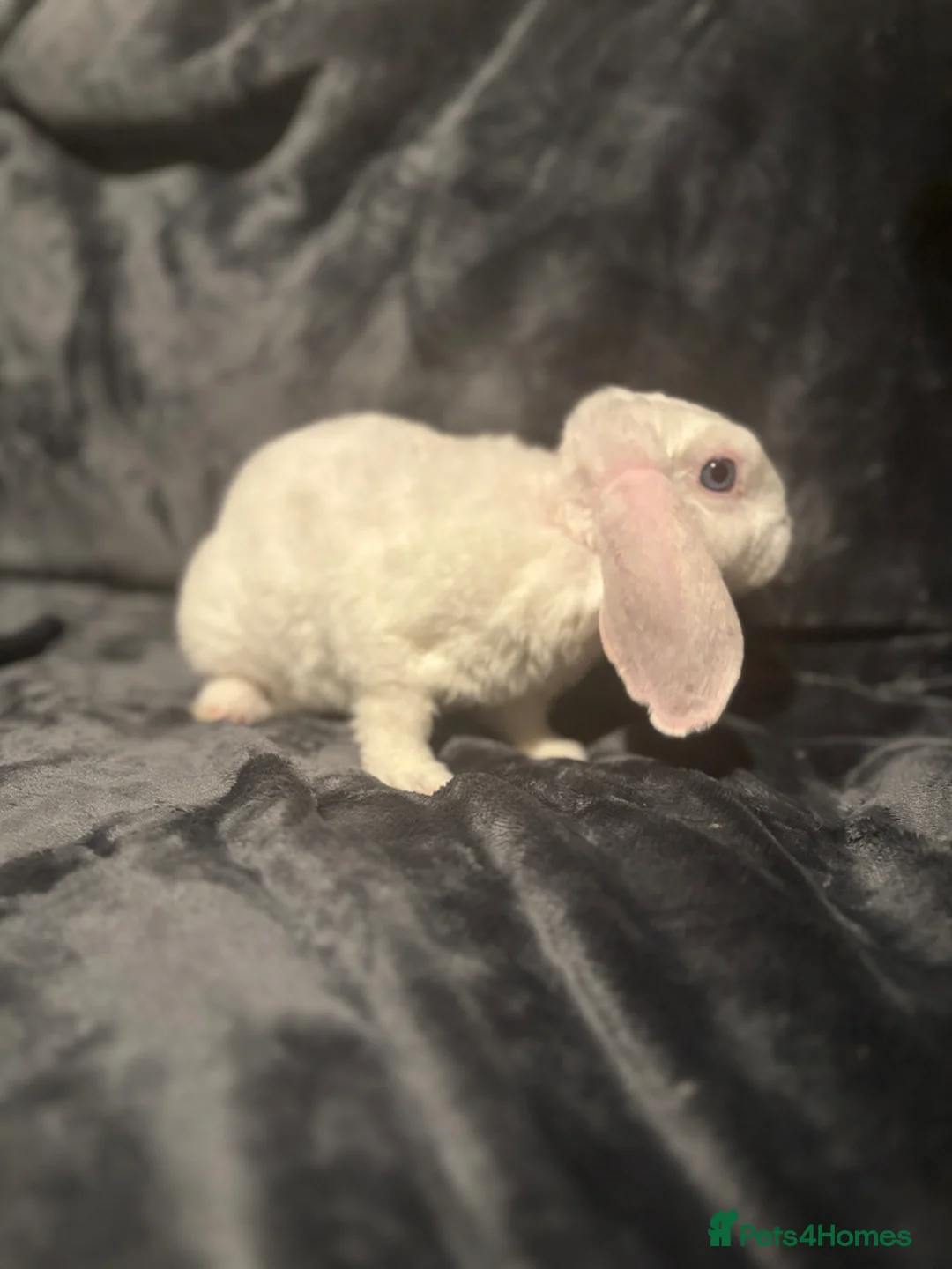 Mini Lop rabbits for sale: Special boy looking for a special home 🫶🏻 - Advert 1
