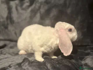 Mini Lop rabbits Special boy looking for a special home 🫶🏻 - Advert 1