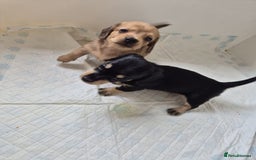 Miniature Dachshund dogs for sale: Lovely Miniature dachshund pups  - Image 4