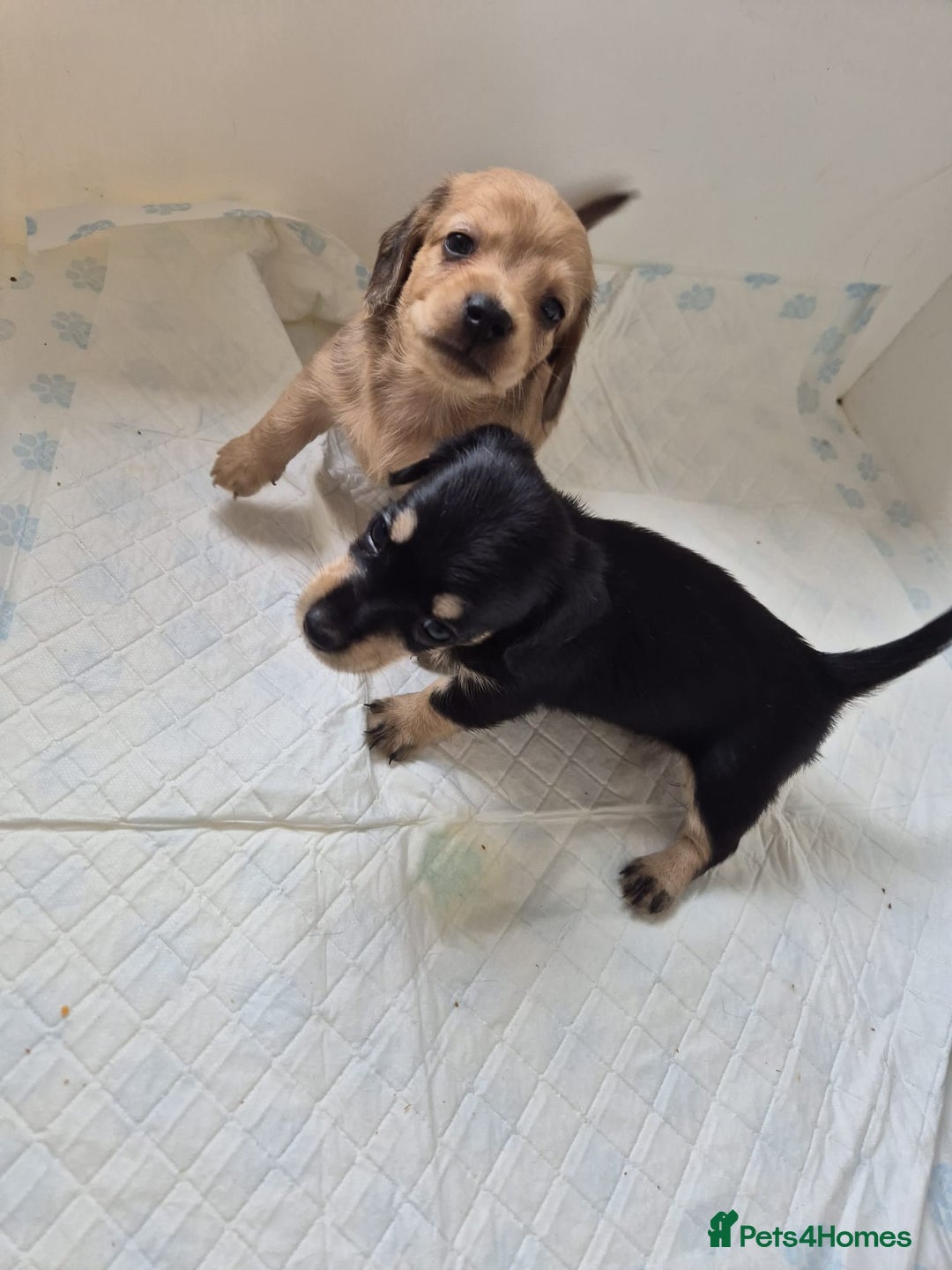 Miniature Dachshund dogs for sale: Lovely Miniature dachshund pups  - Image 4