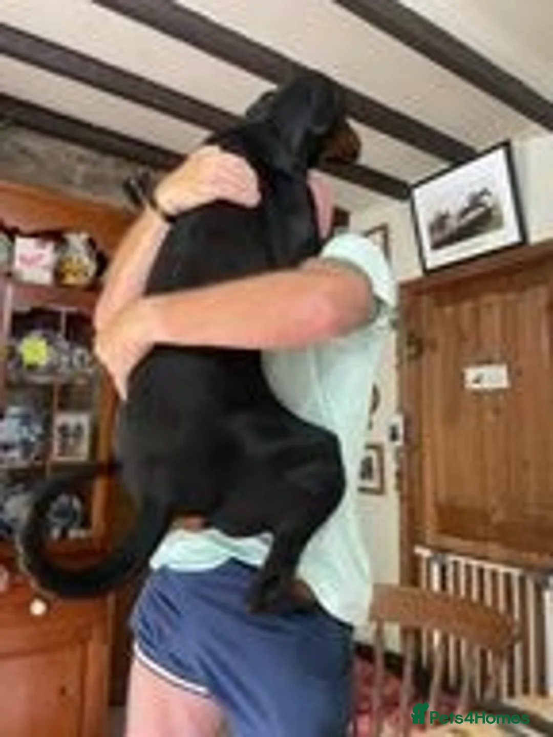 Dobermann dogs for stud: At Stud - TORCHENEY CHIEF - Advert 2