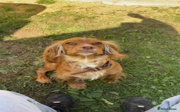Cocker Spaniel dogs for sale: Cocker Spaniel puppies - Image 8