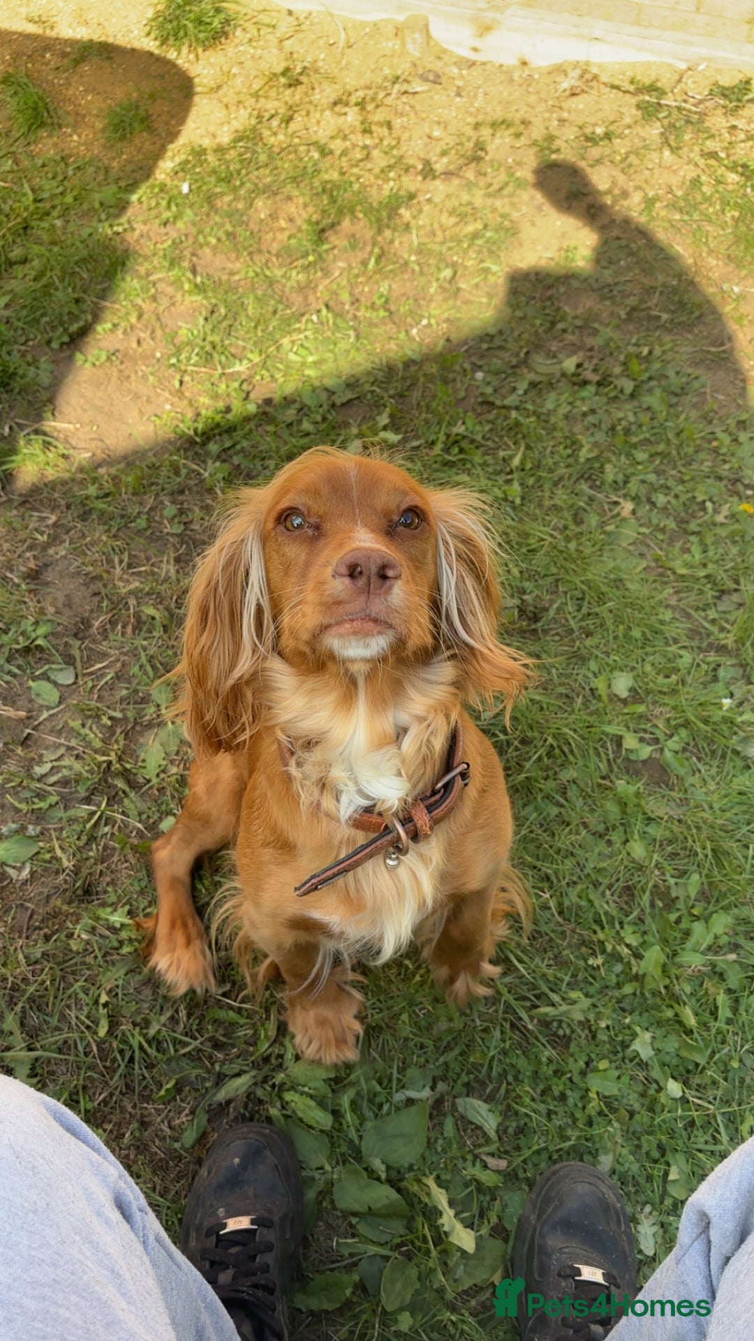 Cocker Spaniel dogs for sale: Cocker Spaniel puppies - Image 8