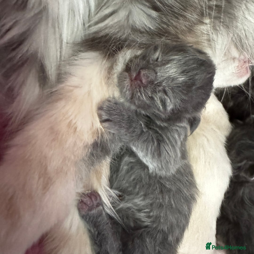 Maine Coon cats for sale: Stunning blue smoke female - GCCF Conancoon - Advert 5