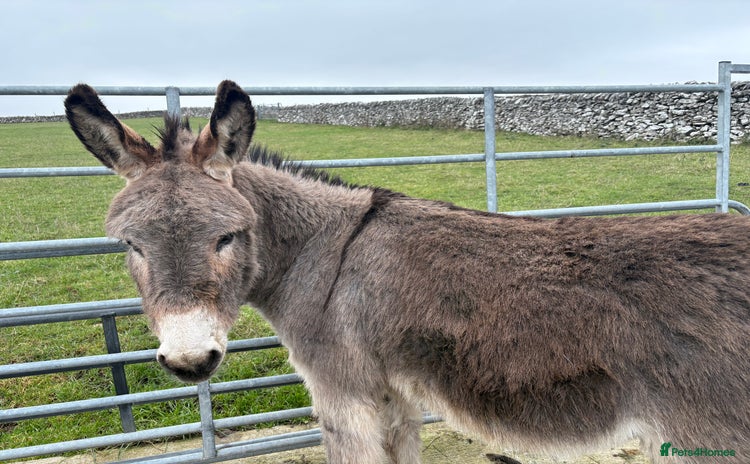Donkey livestock Peter and Pablo male donkeys  - Advert 3