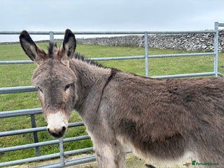 Donkey livestock Peter and Pablo male donkeys - Advert 2