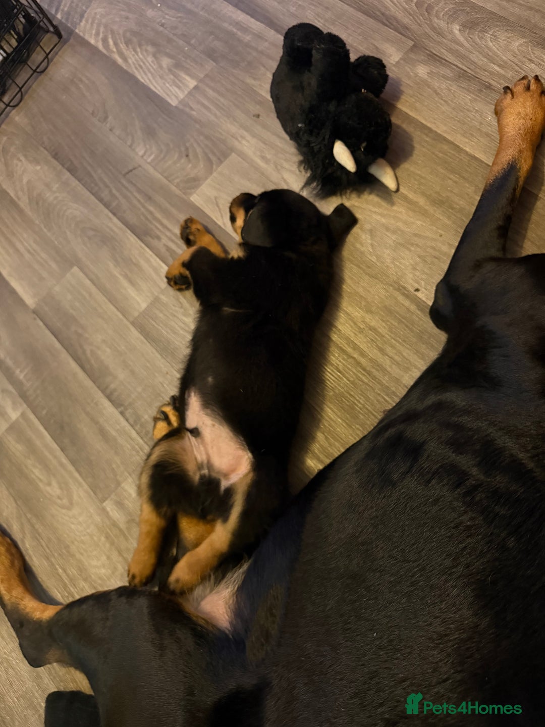 Rottweiler dogs for sale: Pick of litter boy  - Advert 4