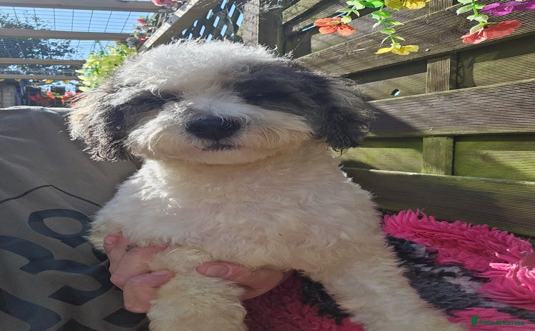 Poochon dogs - Advert 1