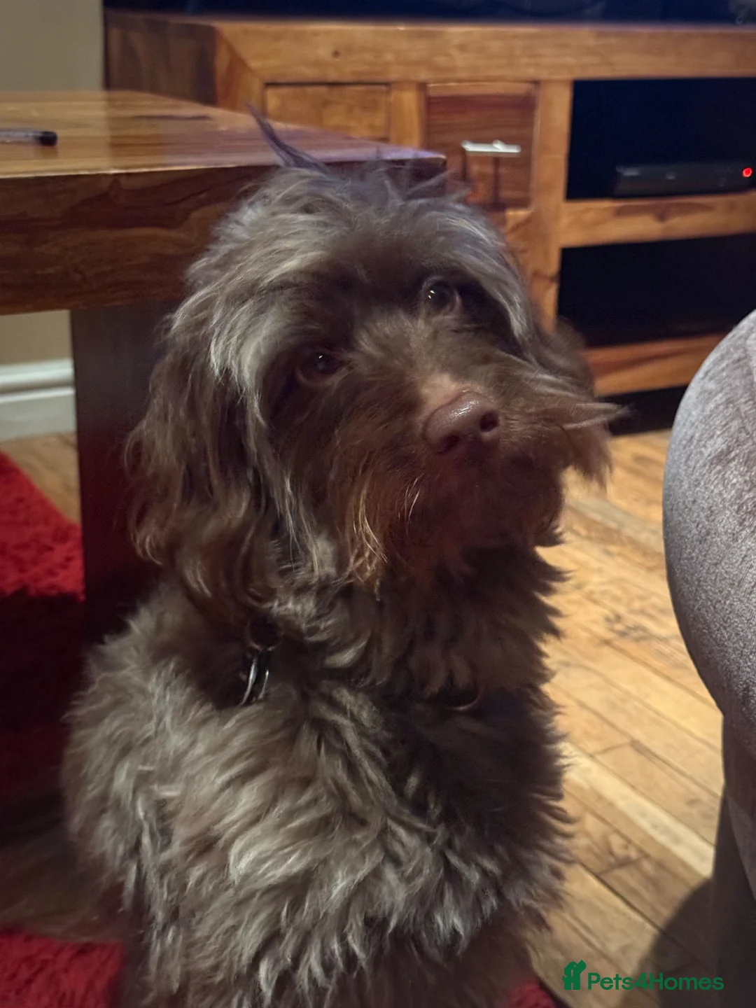 Pomapoo dogs for sale: Cooper - Advert 2