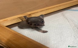 French Bulldog dogs for sale: 🩷5 French bulldog pups for sale🩷 - Image 3