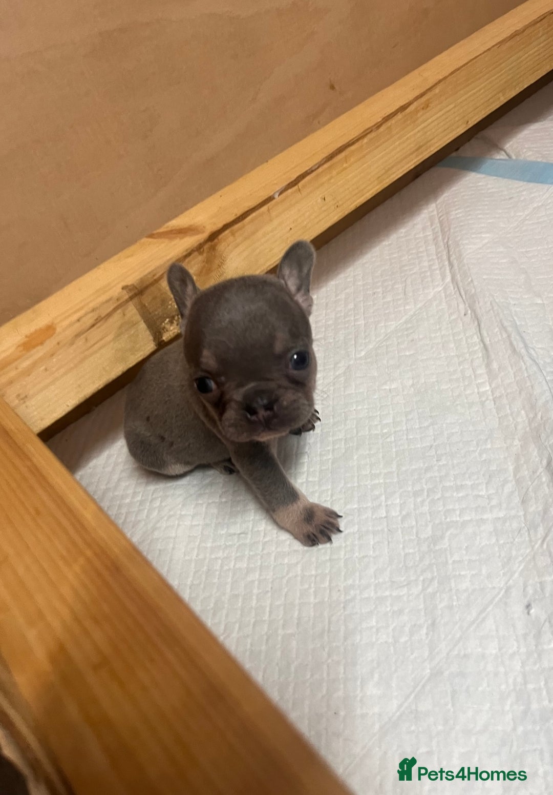 French Bulldog dogs for sale: 🩷5 French bulldog pups for sale🩷 - Image 3