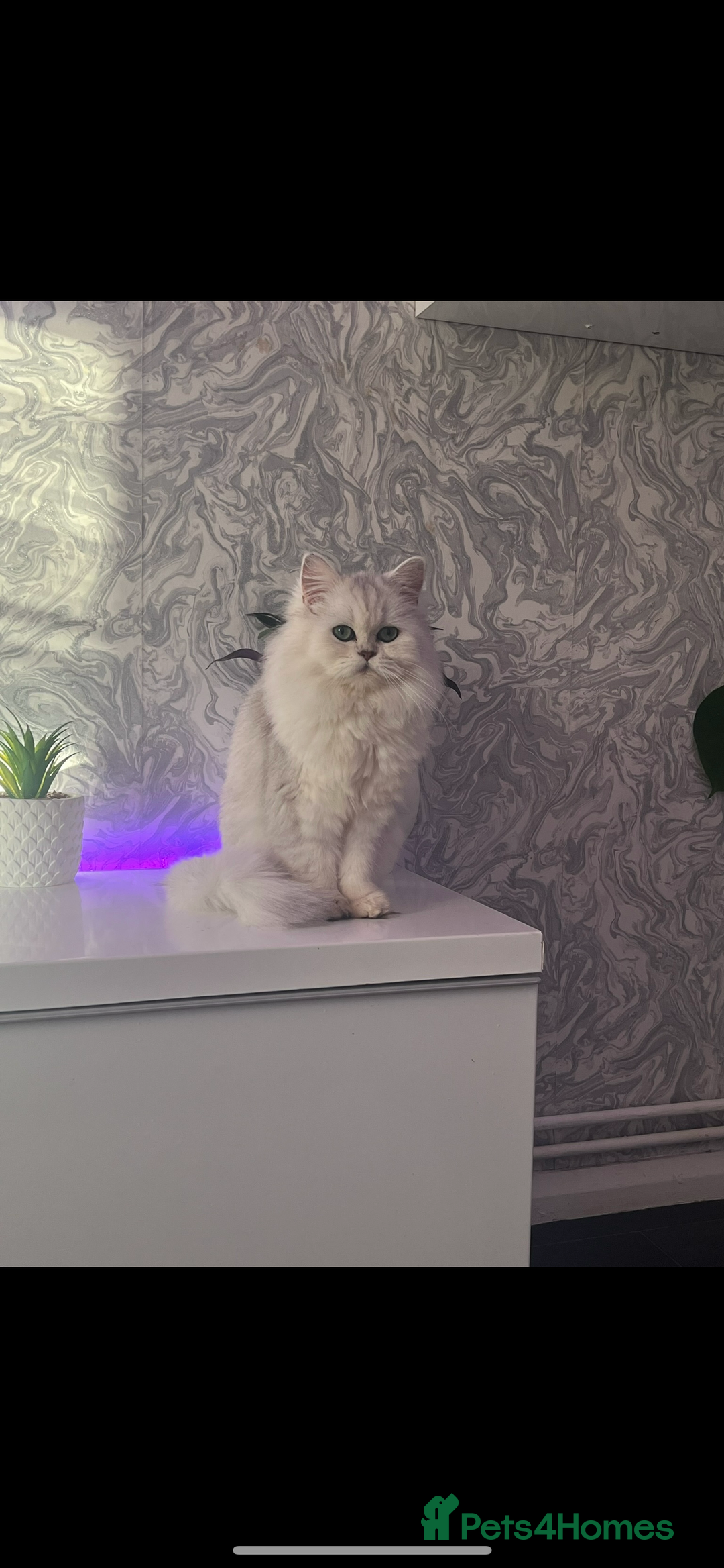 Persian cats for sale: Mother and baby kitten  - Image 9