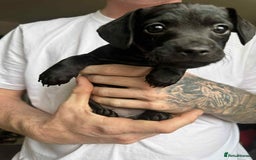 Mixed Breed dogs for sale: Miniature dachshund cross - Image 4