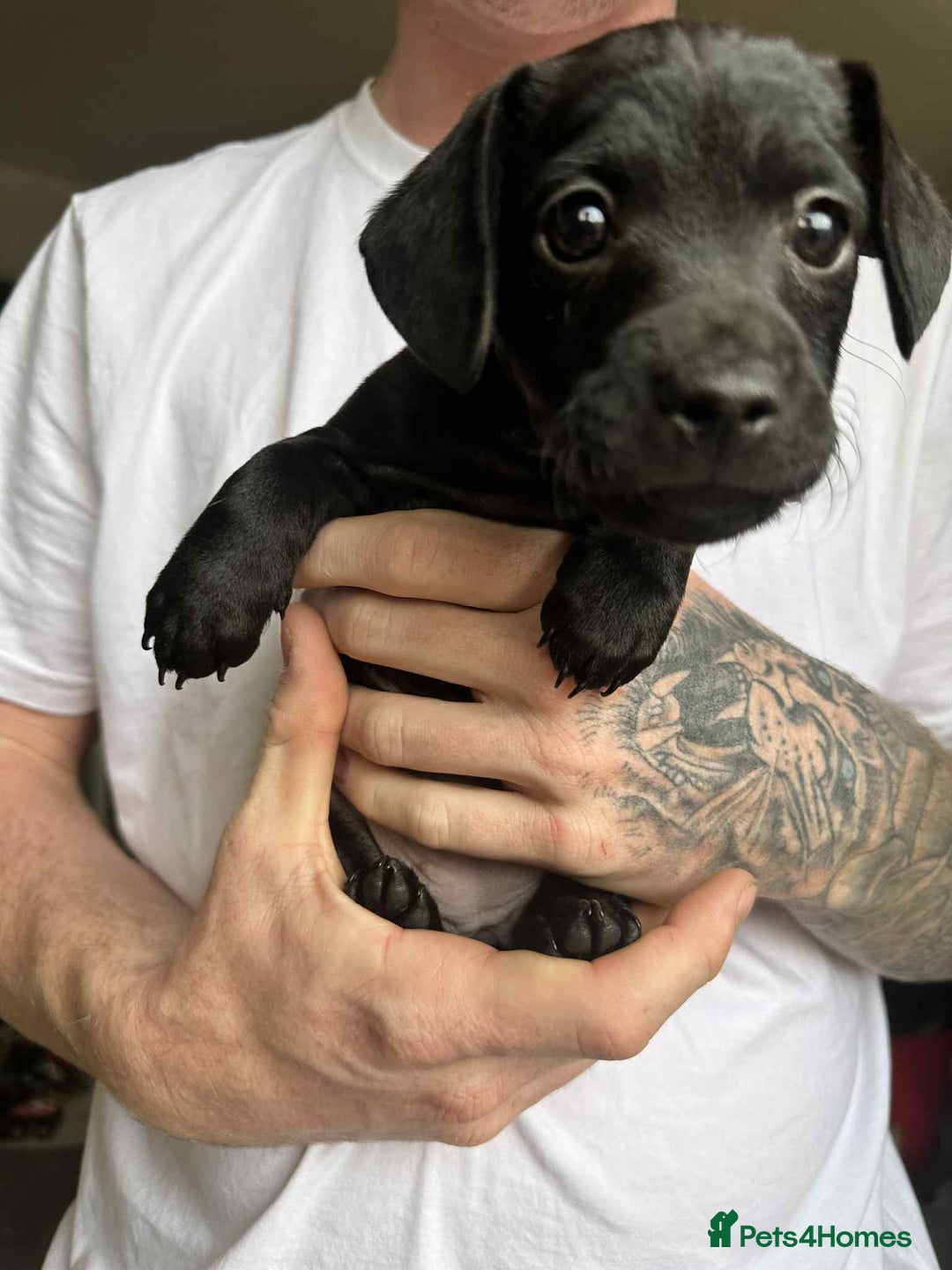 Mixed Breed dogs for sale: Miniature dachshund cross - Image 4