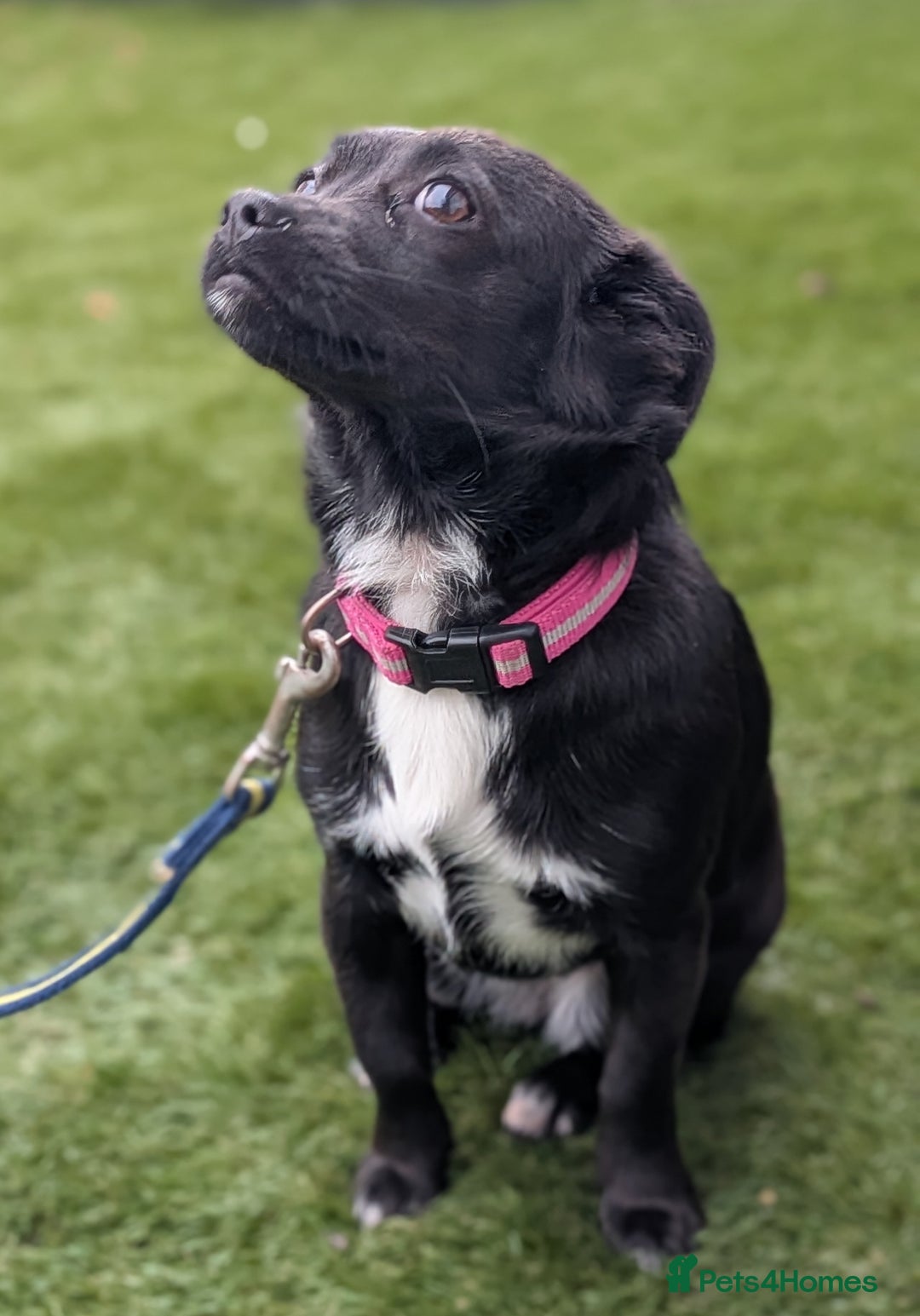 Mixed Breed dogs for sale: 8 month jack Russell/ chihuahua  - Advert 1