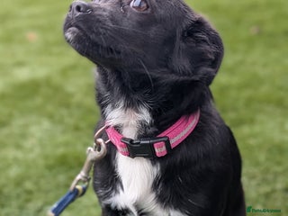 Mixed Breed dogs 8 month jack Russell/ chihuahua - Advert 3