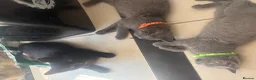 British Shorthair cats for sale: British Shorthair kittens  - Advert 16