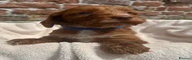 Cockapoo 2