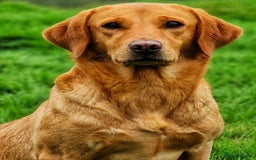 Labrador Retriever dogs for sale: Kc reg fox red Labradors  - Advert 11