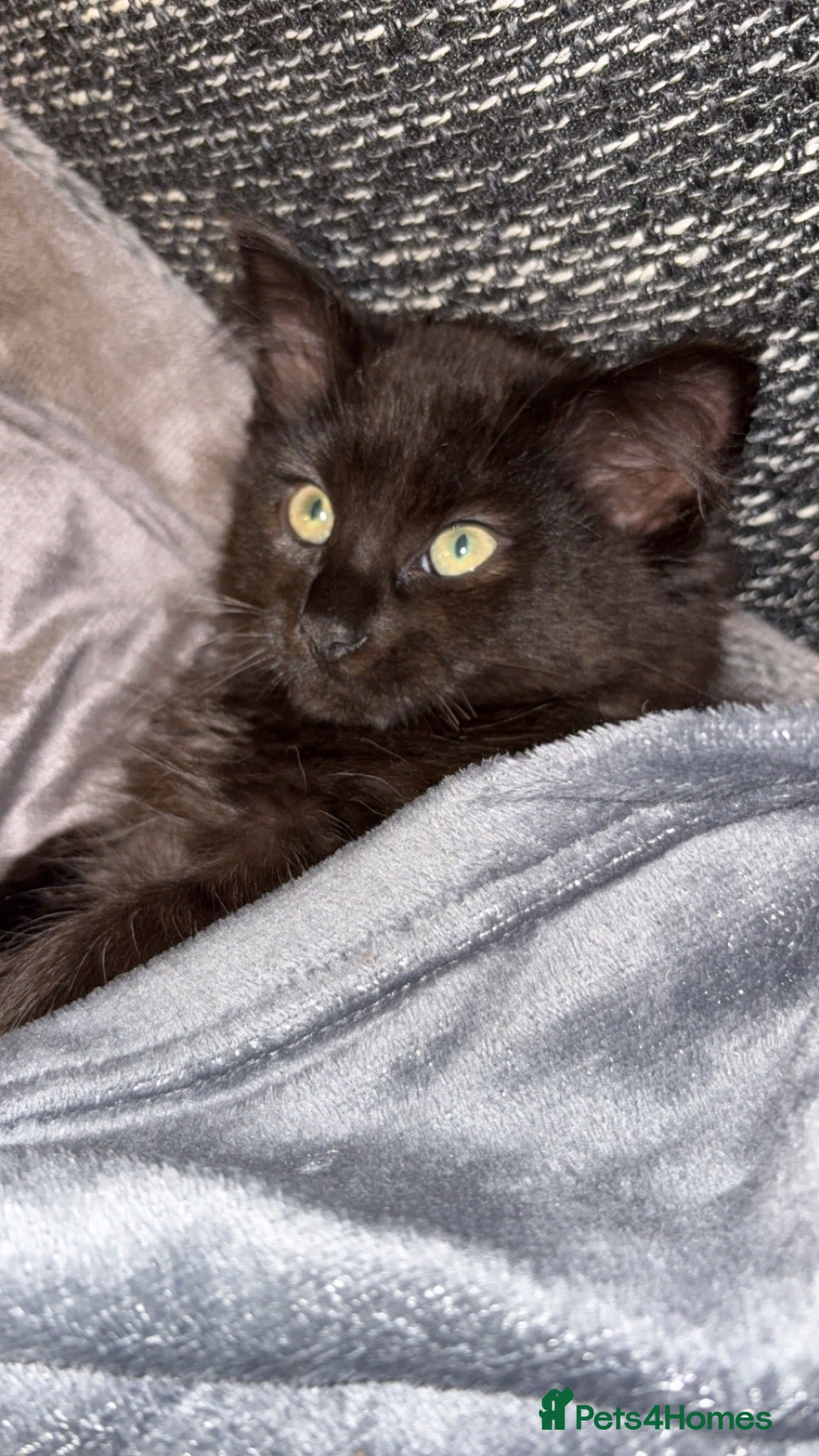Ragcoon cats RAGCOONS FOR SALE!! - Advert 11