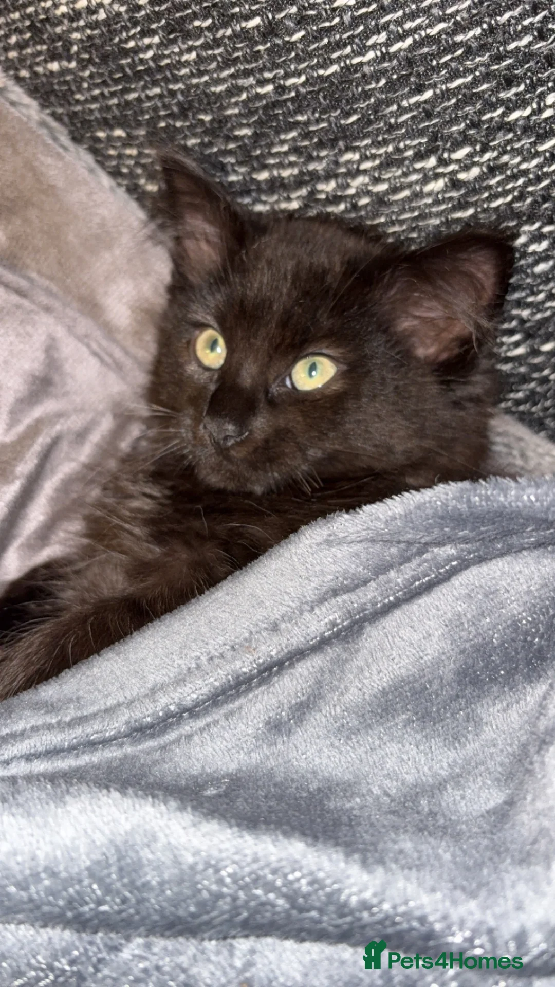 Ragcoon cats for sale: RAGCOONS FOR SALE!! - Advert 1